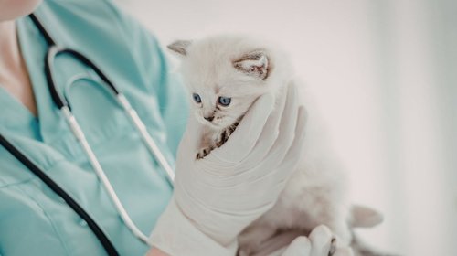 PLANTILLAS_WEB_EH_INFO_7_244e9e912d