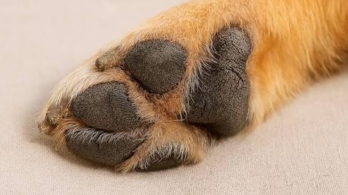 Fiscalía CDMX investiga posible envenenamiento de perros