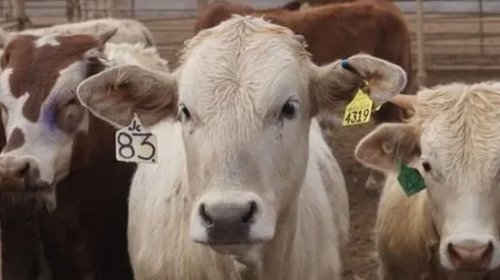 Piden_parar_importacion_de_res_de_Centroamerica_por_gusano_barrenador_e5e207deb6