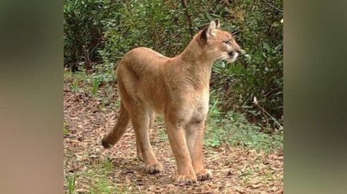 Puma_Chipinque_b4be37d6c0