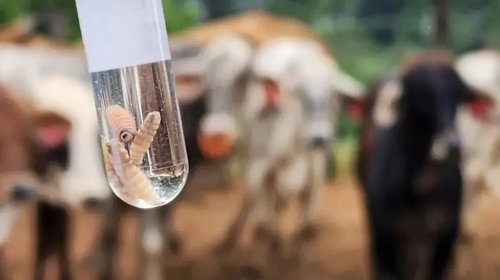 Reportan_75_nuevos_casos_de_miasis_por_gusano_barrenador_en_Yucatan_c974b2e0a9