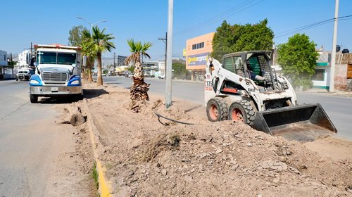 Rehabilitan camellón de calzada Ramón Méndez en Torreón