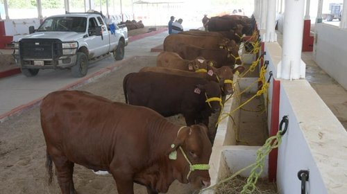  Tamaulipas invierte $16 millones en mejoramiento genético