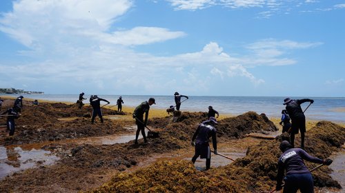 Avance del sargazo aumenta la amenaza al turismo en el Caribe