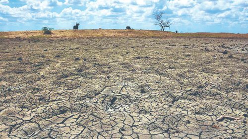 Sufre sequía 51.7% del territorio de Tamaulipas