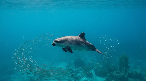 Vaquita_marina_a6de7deb32