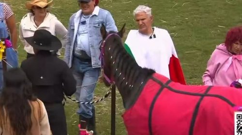 Nueva yegua llega a La Granja VIP y recibe nombre de Esther