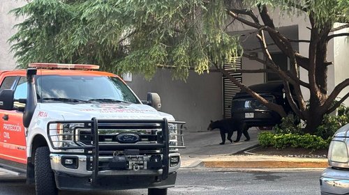 Whats_App_Image_2025_10_17_at_8_40_49_PM_95e485628e