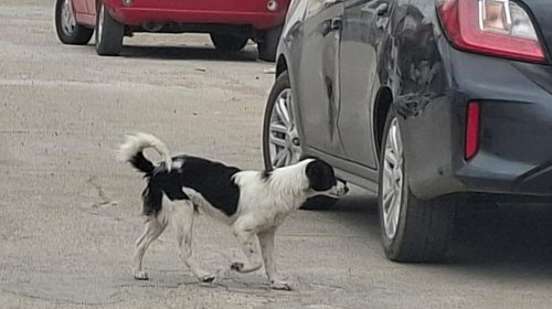 Whats_App_Image_2026_01_26_at_6_54_25_PM_506e567672