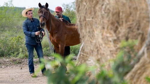 Miguel Flores crea “Kawayo”, un megarefugio para caballos
