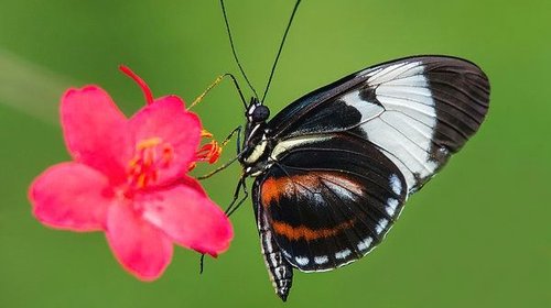 El secreto de la longevidad de las mariposas Heliconius