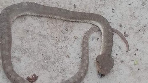 Por calor extremo, fauna nociva aparece en patios y casas