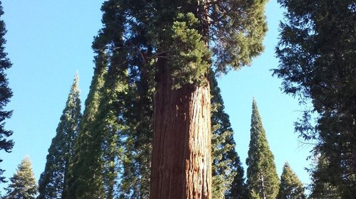 Revelan el secreto antisequía de los árboles gigantes
