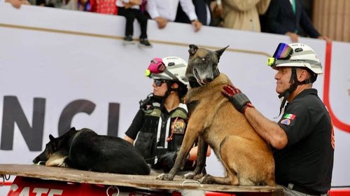 Reconocen labor de veterinarios de la Manada K9 de PCNL