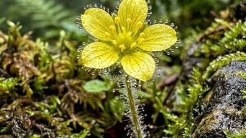 Confirman que una planta estudiada por Darwin es carnívora