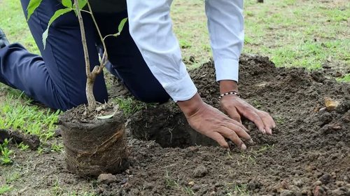 Tampico busca mitigar 25 islas de calor con árboles