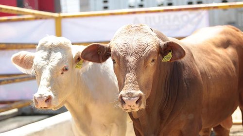 Coahuila tardaría cuatro meses en reanudar exportación de ganado