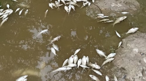 Multarán con $5 millones a Sabinas por contaminar río