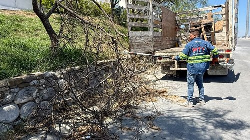 Retira Monterrey más de 40 árboles caídos tras lluvias