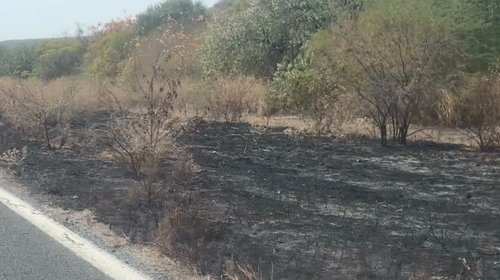 Incendios de pastizales no dan tregua en Tamaulipas