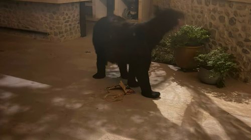 Oso entra a casa en San Pedro y 'cenó' tamales