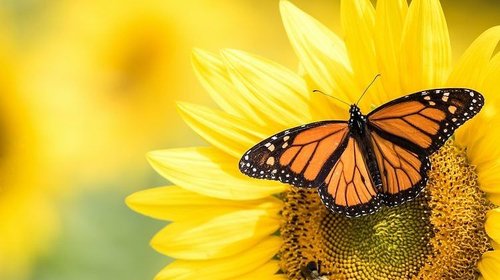 Las mariposas son maestras de la ilusión óptica