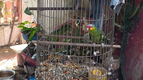 Yucatan_Op_trafico_ilegal_001_a9073ee75a