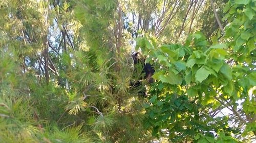 Reportan avistamiento de osezno en ejido de Saltillo