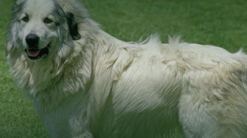 Lanzan campaña para denunciar el maltrato animal en Coahuila