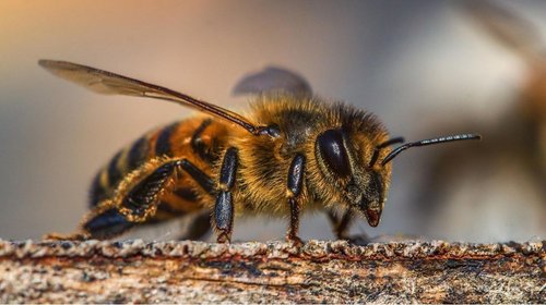 Abejas atacan a niños y aumentan reportes en Altamira