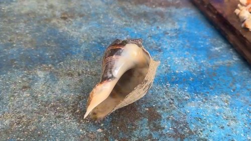 abulon_tamaulipas_946ba31990