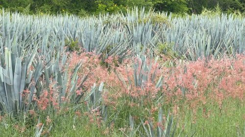 Se desploma oro azul: Tamaulipas cosecha más agave y gana menos