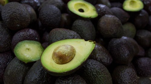 Aguacate mexicano a EUA retomará exportaciones parcialmente