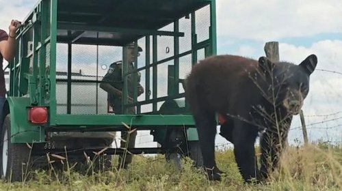 Alertan por presencia de osos negros en zona del Derramadero