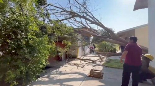 arbol_escuela_victoria1_37b1e7d3db