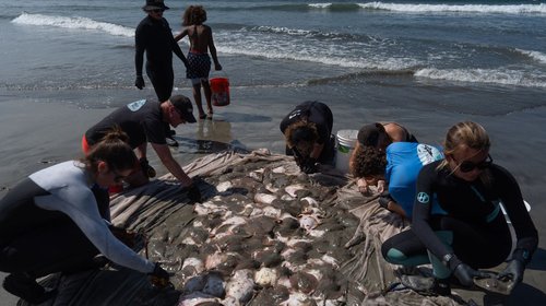 Aumentan picaduras de raya ante ola de calor marina en California