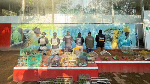 Rescatan 83 aves víctimas de tráfico ilegal en Michoacán