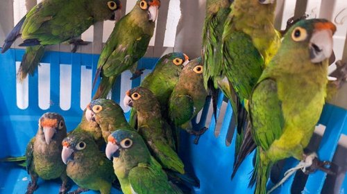 aves_profepa_ca62b0ec7e