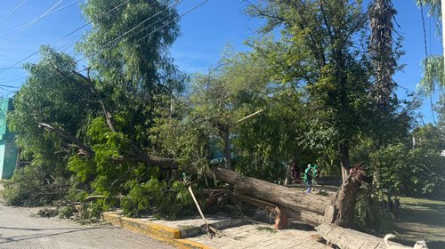 caida_arbol_7_fb7044e21a