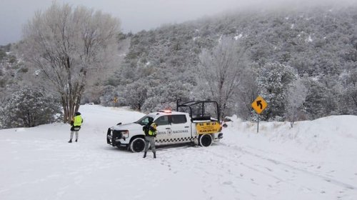 chihuahua_nieve_bae1079db6