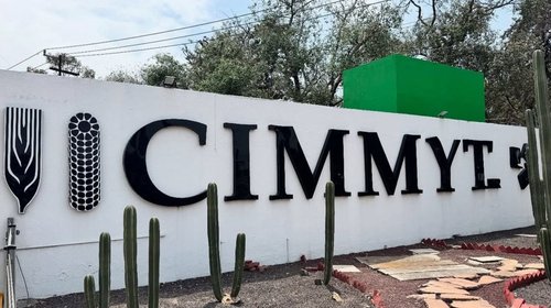 cimmyt_cc87527677