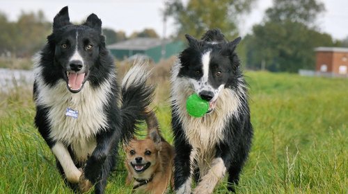 ¿Qué hacer con las mascotas en esta temporada de calor?