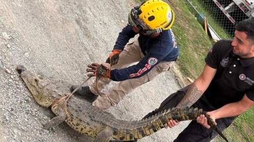 cocodrilo_allende_1583f9261b