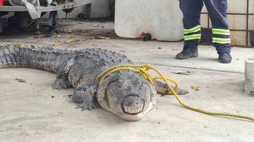 Atrapan cocodrilo de tres metros en zona habitacional de Madero
