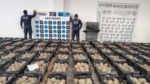 Aseguran una tonelada de peyote oculto en paja