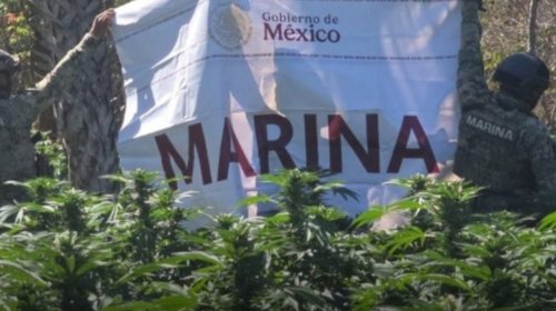 small_decomisos_sinaloa_chihuahua_marihuana_af9b612902