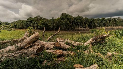 deforestacion_sheinbaum_f6aad9e423
