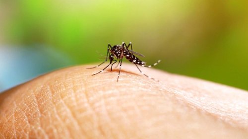 Suman más de 3 mil casos y siete muertes por dengue en México