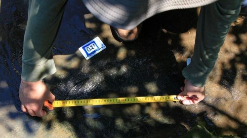 Hallan 50 huellas de dinosaurios de hace 65 millones de años