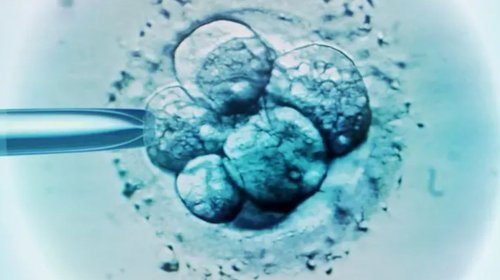 embriones_congelados_341352a745